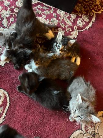 Rehoming bonbay / bangel mix kittens (Federal way)63853557863299124