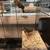 Zebra finch 1 thumbnail