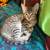 Kittens 2 thumbnail