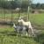 Nigerian goat 3.5 month old male for sale 2 thumbnail