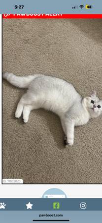 Lost white & light gray cat - please help! 1
