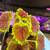 Coleus easy maintenance houseplant 4 thumbnail