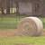 Costal hay 3 thumbnail