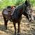 16 & 14 Year Old Mares 3 thumbnail