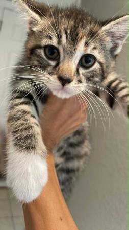 Gatito atigrado buscando un hogar / adopción / Edenton, NC63948404573955124