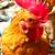 Free Pocket  Chickens/ Bantam Roosters 1 thumbnail