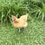 Chickens 5 thumbnail