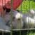 Paint silkies 1 thumbnail