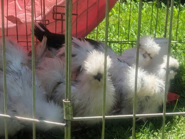 Paint silkies 1