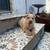 Shar pei pups need home 5 thumbnail