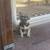 Frencie akc rehoming 1 thumbnail