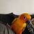 Sun Conure 3 thumbnail