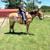 Draft cross gelding 3 thumbnail