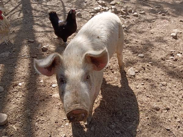 Roaster pig 1
