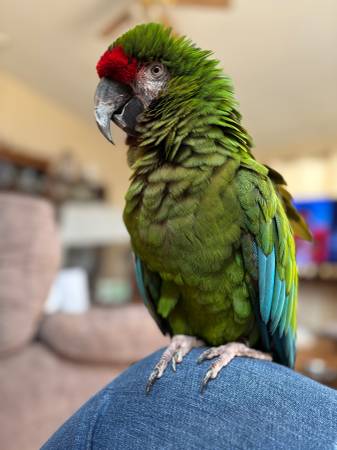 Macaw 1