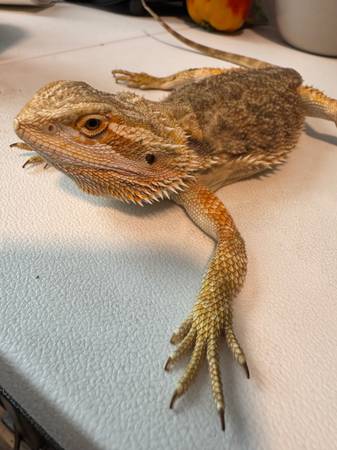 Bearded dragon 1