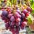 Grape starter 4 thumbnail
