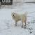 Pyrenees puppies 5 thumbnail
