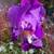 💜 Purple Bearded Iris 🪻 3 thumbnail