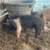 Roaster hogs 3 thumbnail