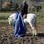 PERCHERON QH GELDING 12 thumbnail