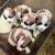 Puppies for St. Bernard mixed with Great Pyrenees 6 thumbnail