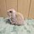 Blue Tort 4 month Jr Buck Holland Lop  (Serious Contact/Home Only) 3 thumbnail