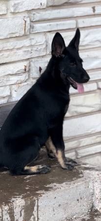 Free German shepherd puppy (Mexia)63661959500289120