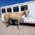 Beautiful Palomino Gelding 5 thumbnail