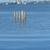 Dock Repair, ReDeck Maintenance, Piling wrap/ recovery 4 thumbnail