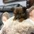 Rehoming female puppies!! 13 thumbnail