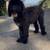Rehoming Bernedoodles 10 thumbnail