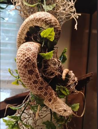 Serpiente hocicuda (ciudad de Michigan)63844235932931120