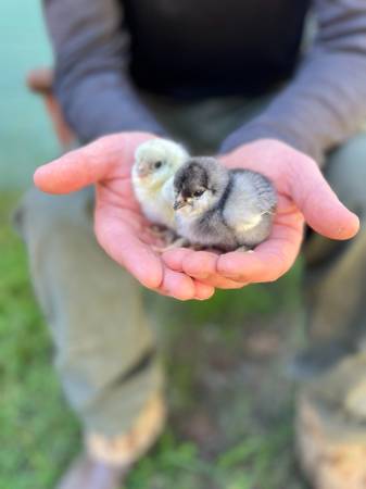 Easter egger chicks! female organic hens chickens 1 week old blue eggs 1