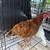 Hens 4 thumbnail
