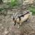 Nigerian dwarf/Alpine cross Buck 2 thumbnail