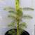 Potted Norway Spruce 1 thumbnail