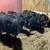 11 weaned calf’s 2 thumbnail