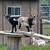 Nigerian Dwarf Kids 3 thumbnail