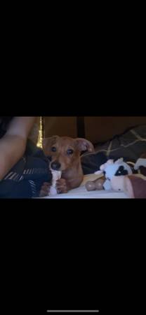 Rehoming chiweenie (Vancouver)63895727121026123