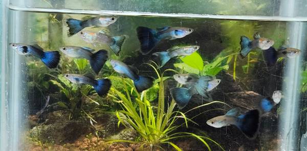 Halfblack green and Halfblack blue males guppies (Airpark)63857444754691121