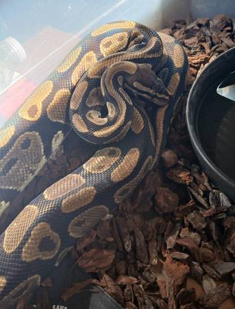 Ball Pythons (Lansing)63934970536962121