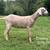 Nubian goats 3 thumbnail