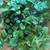 Homegrown CREEPING CHARLIE PLANTS MIRACLE GROW SOIL 5 thumbnail
