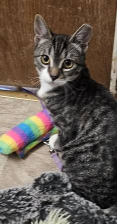 Will you be Spencer's Hero? (Marconi & Morse)63848981386113123