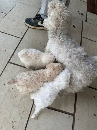 Toy Poodles 7 weeks old63670591028609124