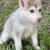 Husky 4 thumbnail