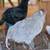 Ameraucana Chickens - Roosters (Lawndale) 3 thumbnail