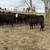 42 Top Quality First Calf Spring Calving Bred Black Angus/BwF Heifers 9 thumbnail