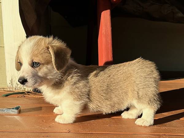 akc corgi63922852573827122